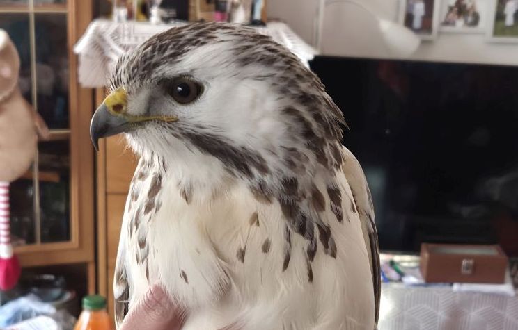 Buteo buteo, myszołów